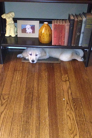 August laying on a vent beneath a bookshelf