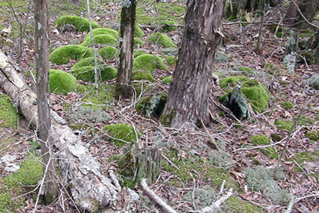 moss on the Cedar Glade Trail