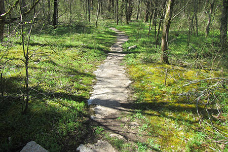 Limestone path on the Limestone Sinks Trail