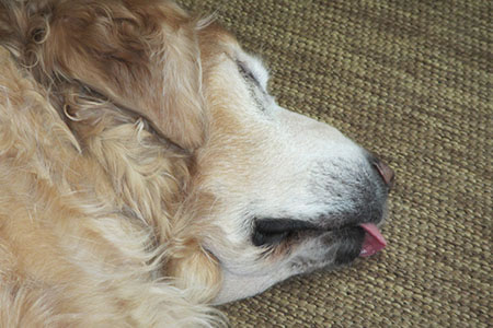 Jake sleeping with his tounge out
