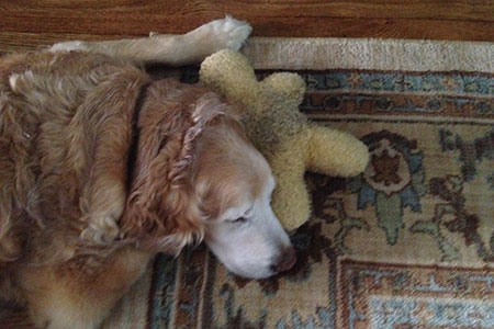 Jake sleeping on a rug with toy