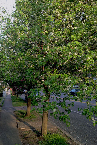trees along the sidewalk