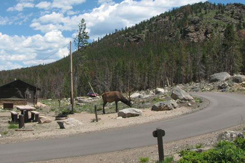 First site, the elk provided the only shade