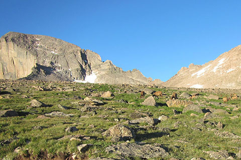 elk on the slopes of Longs Peak, below the Boulderfield