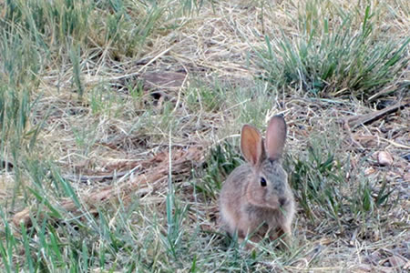 Small Rabbit found in Utah