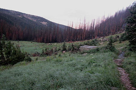 Trail entering the trees from the burn of 2013