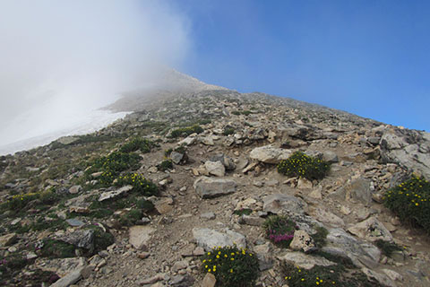 Flowers and clouds line the Northeast Ridge of Mount Elbert