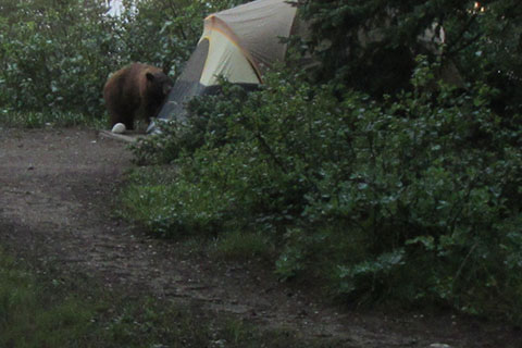 Black bear outside of a tent at Jenny Lake Campground