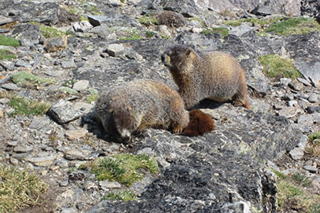 Marmot of Mount Chiquita
