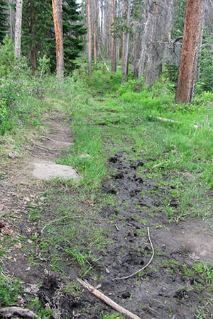 Muddy trail widened by hikers path avoiding the mud