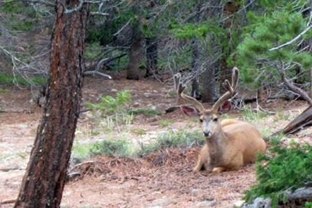Mule Deer in rocky Mountain National Park