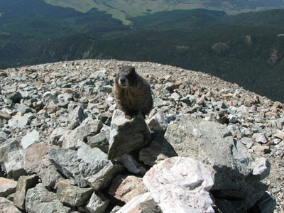 Marmot begging from the to of Mount Lindsey