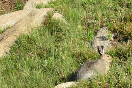 Snowshoe hare on Mount Meeker