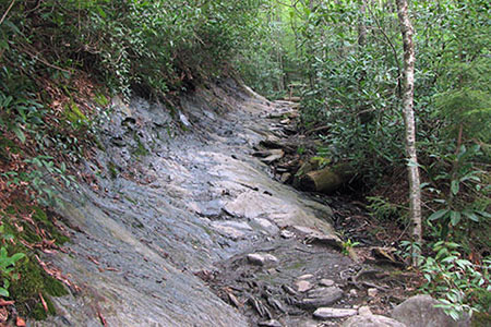 Trail before the 1st log bridge