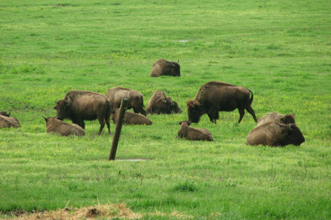 bison at Shelby Farms