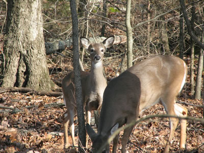 Deer in Tennessee