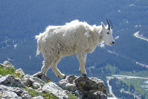 mountain goat on Mount Quandry