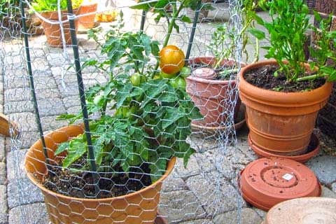 tomatoes on the porch