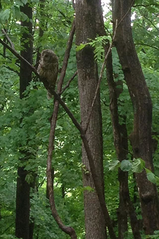 Barred Owl off the road