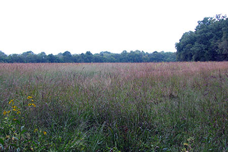 Field of native grass lined with trees