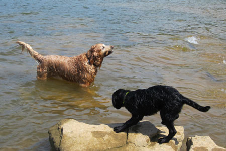 Dogs playing on the lake shore