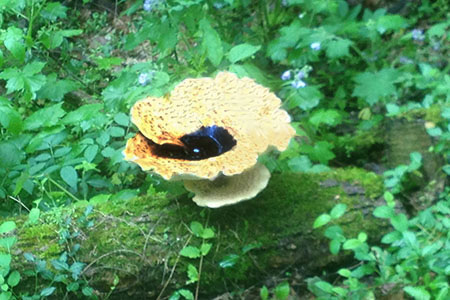 polyspore mushroom